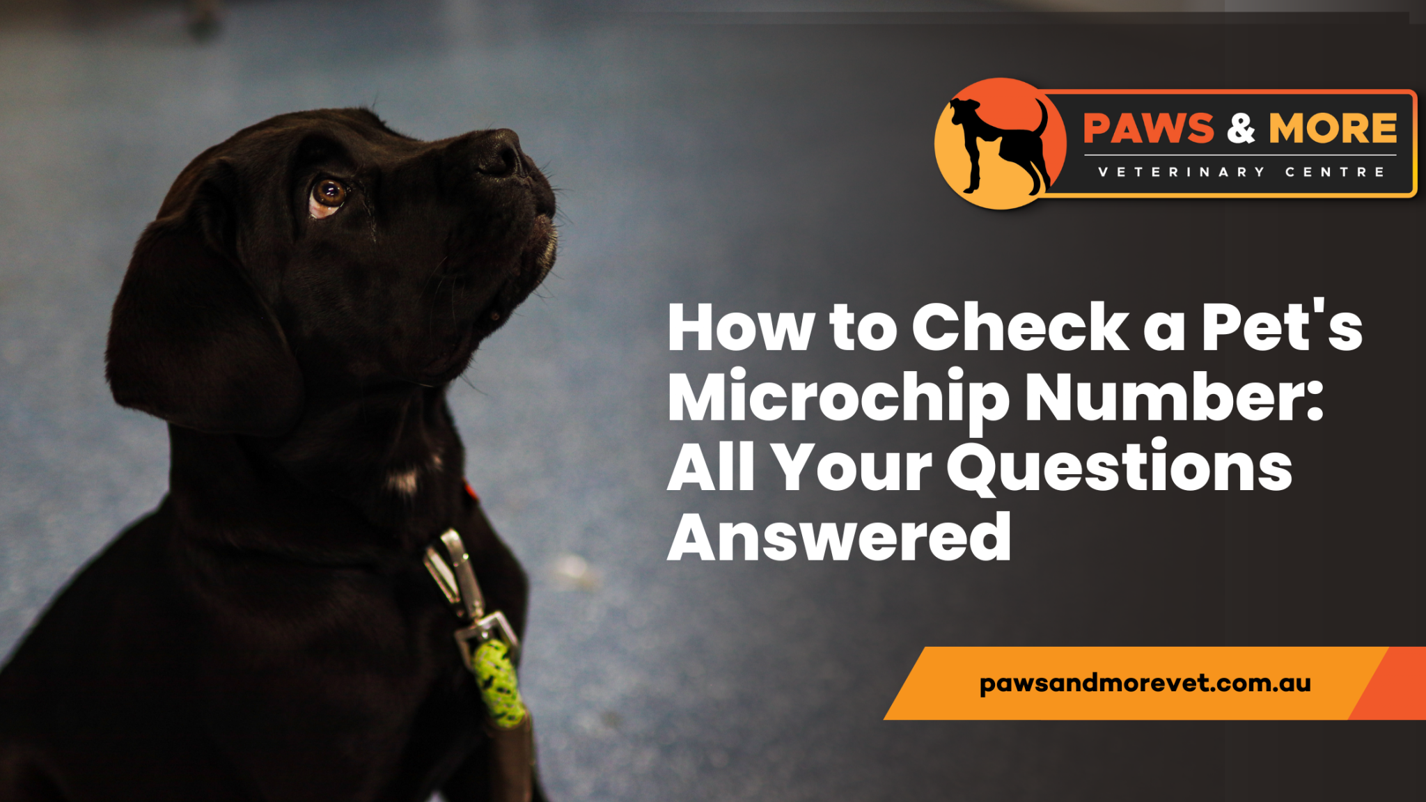 How to Check a Pet's Microchip Number: All Your Questions Answered ...